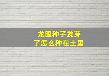 龙眼种子发芽了怎么种在土里